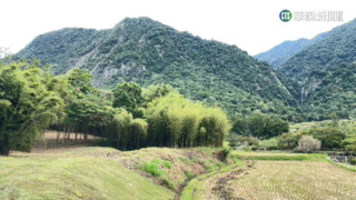 花蓮羅山村竹林大改造　獨特步道成新景點