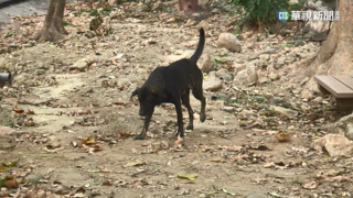 爬壽山不能帶狗！　「寵物禁入」最高恐罰3千