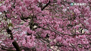 嘉義花季盛開覆蓋白雪！　雲海爆發遊客搶拍