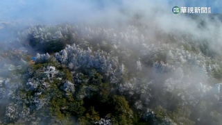 台中福壽山農場探-4度　樹葉結霧淞成「銀白世界」