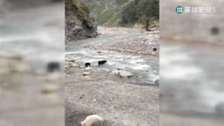 台東桃林溪黑熊母子渡河　林管處:地點待求證