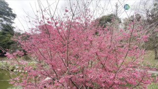 不用衝高山！　台中東勢林場櫻花.李花絕美盛開