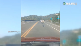 農場鴕鳥偷溜上台7線 與車追逐拔腿狂奔