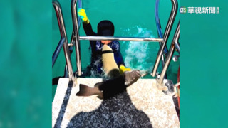 澳洲駭人鯊魚攻擊事件　男童浮潛遭突擊