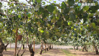 今年蜜棗遲到了！沒趕上春節　果農:滯銷了