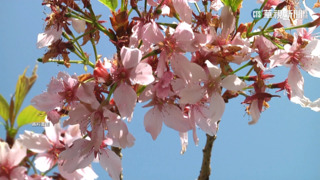 阿里山公路沿途山櫻花綻放　「嬌客」現蹤覓食