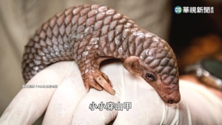 歐洲繁殖成功首例　台贈捷克穿山甲布拉格產子