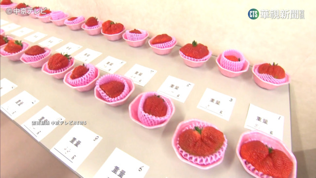 日本草莓旺季來臨! 各地評選"最優秀草莓" | 華視新聞