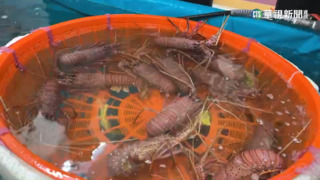 澎湖元宵「乞龍蝦」　免費海味只需連擲兩聖筊