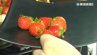 日草莓屢次農藥超標　食藥署:已接獲改善報告