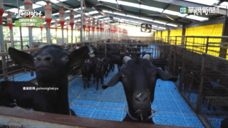 南韓「補身湯」不再用狗肉　改用「黑山羊肉」