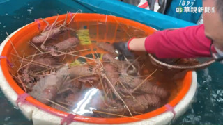 澎湖特色「乞蝦」慶元宵　本島居民慕名而來