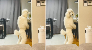 貪吃貴賓犬「雙腳站立」找零食！飼主傻眼：這是進化過的狗人嗎？
