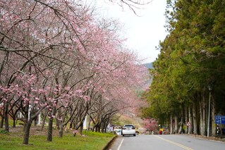 遭冒名志工稱提供免費通行證 武陵農場澄清：將依法究責