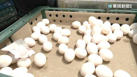 傳蛋價漲3元又喊卡　蛋商質疑農委會干預