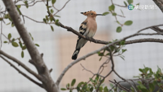 頂龐克頭　以色列國鳥「戴勝」現蹤雲林斗六