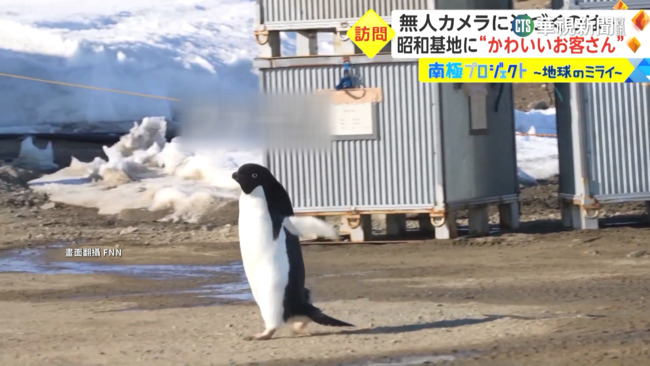 南極深海動物曝光　「這種魚」零度以下可生存 | 華視新聞