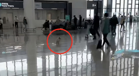 飼主「嫌托運費太貴」將狗遺棄機場 中網友氣炸:太不負責任