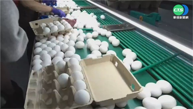 5萬隻母雞喪生火場　紐西蘭缺蛋危機惡化 | 華視新聞