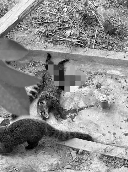 壽山動物園浣熊遭同伴啃食 遊客嚇「滿地鮮血、全是血味」高市觀光局證實 | 圖／翻攝Dcard