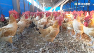 禽流感確診增3雞場　農委會協商蛋價凍漲1周