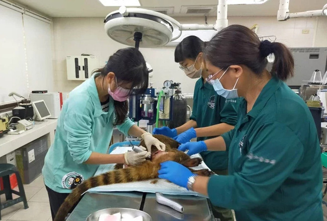 壽山動物園浣熊遭同伴啃食 遊客嚇「滿地鮮血、全是血味」高市觀光局證實 | 華視新聞