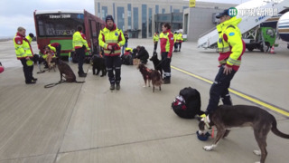 嗅覺靈敏機動性高　各國狗狗救難隊援土國搶命