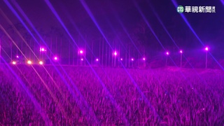 埔里夜晚現「神秘紫紅光」　專家:茭白筍燈照設備