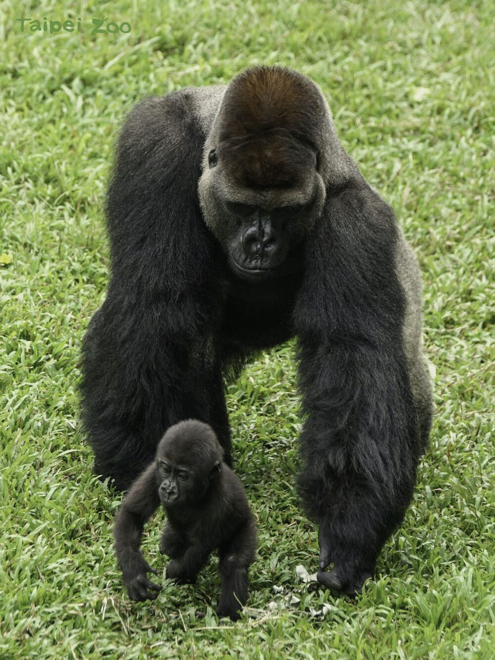 小金剛猩猩喜歡模仿爸爸的動作 / 圖片來源 北市立動物園