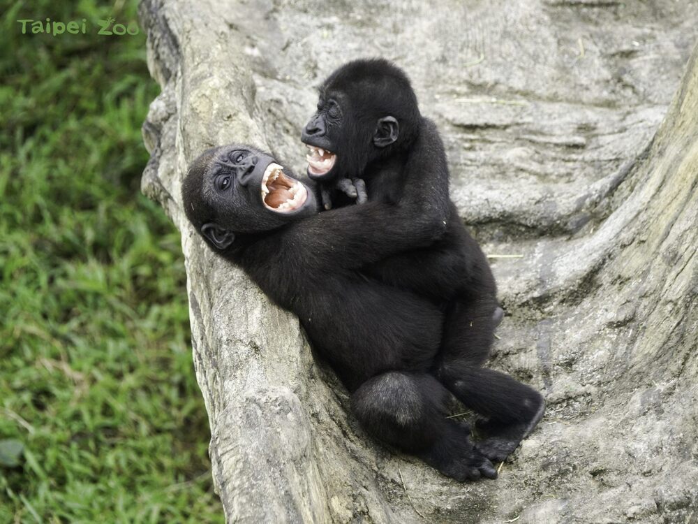 倆兄弟喜歡抱在一起互相練習摔角技巧 / 圖文來源 北市立動物園