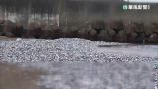 80年首見！　新瀉海灘擠滿沙丁魚　民眾嚇壞