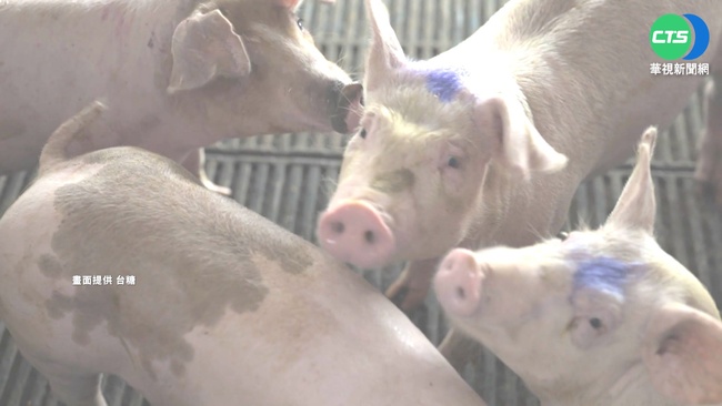 新加坡通報非洲豬瘟疫情 入境攜帶豬肉產品「重罰20萬」 | 華視新聞