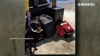 搜救犬赴土救災！　咬雞腿玩具紓壓遭質疑觀感不佳