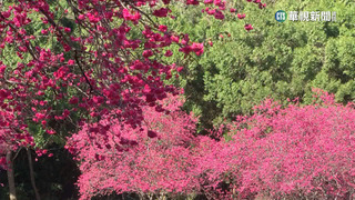 櫻花綻放！　把握寒假最後1天　家長帶孩子出遊