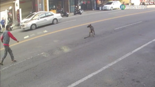 疑太興奮！　狗狗亂竄馬路　車輛閃避路人急攔