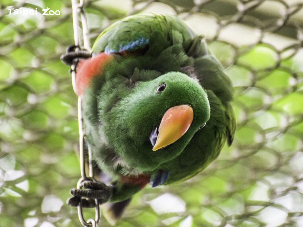折衷鸚鵡雄鳥是亮綠色 / 圖片來源 台北市立動物園