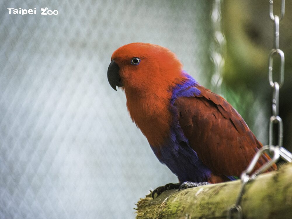 折衷鸚鵡雌鳥體色為鮮紅色 / 圖片來源 台北市立動物園