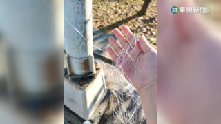 女騎士經過公園「被風箏線纏眼」　險釀意外