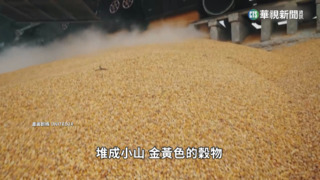 烏俄戰爭.氣候變遷影響大　全球糧食拉警報！