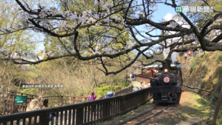 阿里山花季3月登場　限定蒸汽小火車賞櫻趣