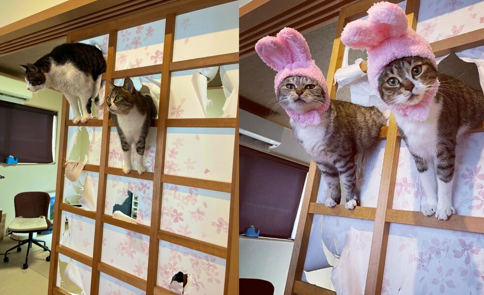 「ココニャ」家中的貓咪相當喜愛和式門窗 / 圖片翻攝自 「ココニャ」IG 推特