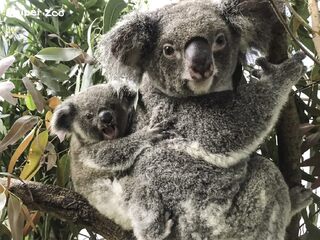 野生無尾熊恐剩3萬隻 北市動物園積極進行域內、外保育