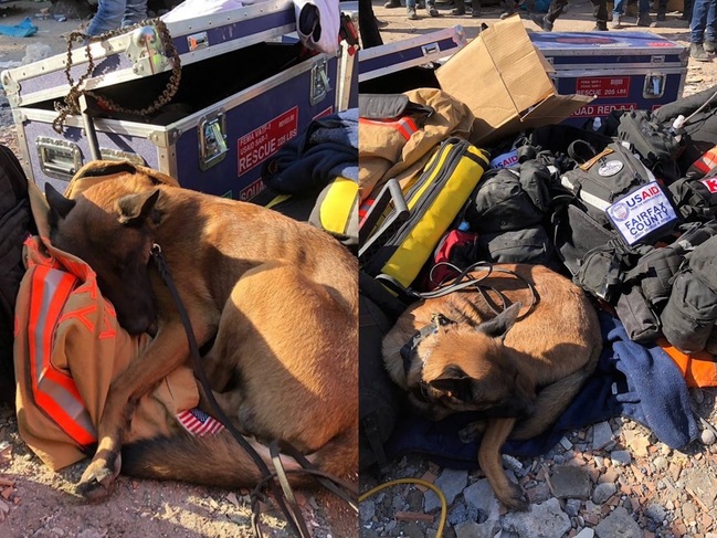 土耳其搜救犬累翻…救災空檔抱外套熟睡　網心疼：在休息的天使 | 華視新聞