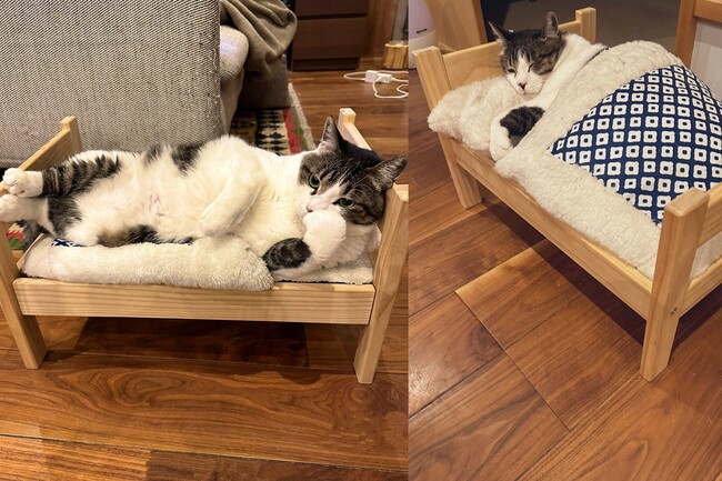 「要吃還是睡？」日本貓沉思照暴紅 網笑：最後全都要！ | 華視新聞
