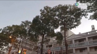 黑板樹上萬雀亂啼　居民難忍噪音轟炸抓狂