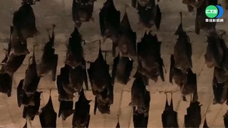 又是蝙蝠！致死率88%「馬堡病毒」滲入喀麥隆 鄰國已奪9命