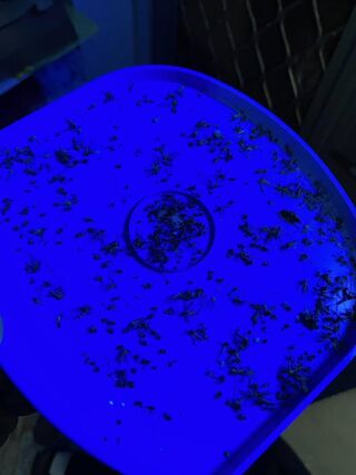 捕蚊燈加雪芙蘭變「滅蚊神器」 網實測驚見超強功效