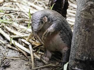 明「世界穿山甲日」 動物園邀大家一起「Save the Pangolin」