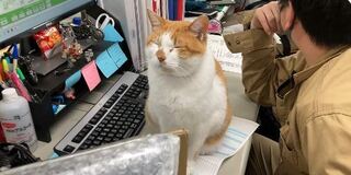 有這樣的主管幾點下班？「療癒系課長」萌翻 6.6萬人暴動搶陪加班