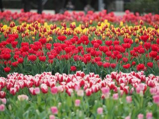 士林官邸鬱金香展最後倒數！ 美食.文創商品各有特色 花博玫瑰展3月登場